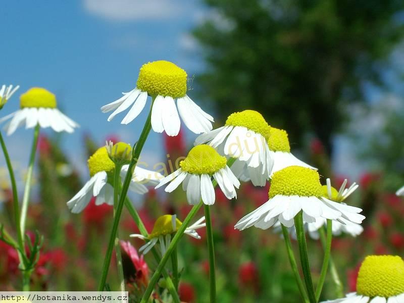 Heřmánek květ celý